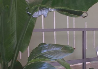 Close Up con pianta verde in primo piano